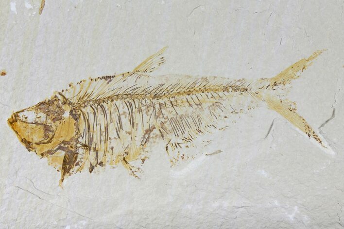 Bargain, Fossil Fish (Diplomystus) - Green River Formation #119647